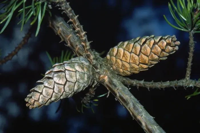Framed Print : Jack Pine. JLM-4879. JACK PINE - Close-up x two cones Framed Print : Jack Pine. JLM-4879. JACK PINE - Close-up x two cones