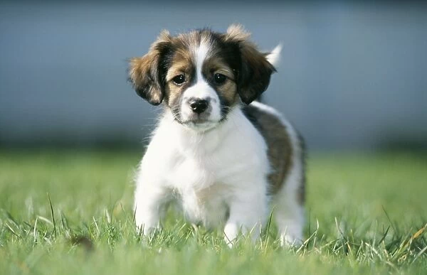 Jack Russel  /  Dachshund Mongrel Dog Puppy standing