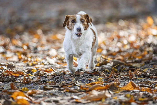 Jack Russel Terrier (Canis lupus familiaris) - in a park among autumn leaves - Gijon, Asturias. Date: 05-Oct-19