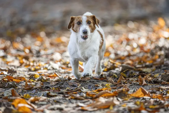 Framed Print : Jack Russel Terrier (Canis lupus familiaris) ~ in a park among autumn leaves ~ Gijon, Asturias