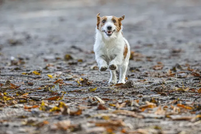 Framed Print : Jack Russel Terrier (Canis lupus familiaris) ~ in a park among autumn leaves ~ Gijon, Asturias Framed Print : Jack Russel Terrier (Canis lupus familiaris) ~ in a park among autumn leaves ~ Gijon, Asturias