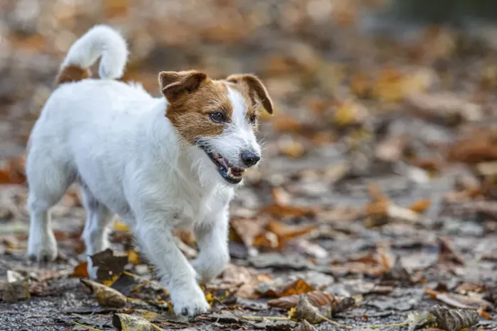 Framed Print : Jack Russel Terrier (Canis lupus familiaris) ~ in a park among autumn leaves ~ Gijon, Asturias Framed Print : Jack Russel Terrier (Canis lupus familiaris) ~ in a park among autumn leaves ~ Gijon, Asturias