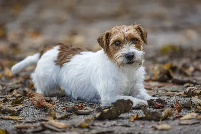 Framed Print : Jack Russel Terrier (Canis lupus familiaris) ~ in a park among autumn leaves ~ Gijon, Asturias Framed Print : Jack Russel Terrier (Canis lupus familiaris) ~ in a park among autumn leaves ~ Gijon, Asturias