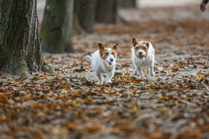 Framed Print : Jack Russel Terrier (Canis lupus familiaris) ~ in a park among autumn leaves ~ Gijon, Asturias