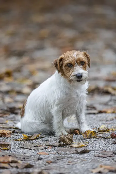 Framed Print : Jack Russel Terrier (Canis lupus familiaris) ~ in a park among autumn leaves ~ Gijon, Asturias Framed Print : Jack Russel Terrier (Canis lupus familiaris) ~ in a park among autumn leaves ~ Gijon, Asturias