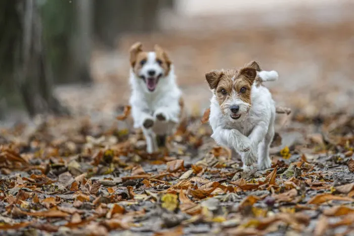 Framed Print : Jack Russel Terrier (Canis lupus familiaris) ~ in a park among autumn leaves ~ Gijon, Asturias Framed Print : Jack Russel Terrier (Canis lupus familiaris) ~ in a park among autumn leaves ~ Gijon, Asturias