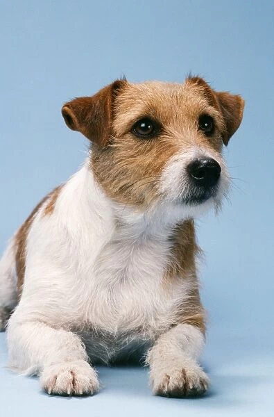 Jack Russel Terrier Dog