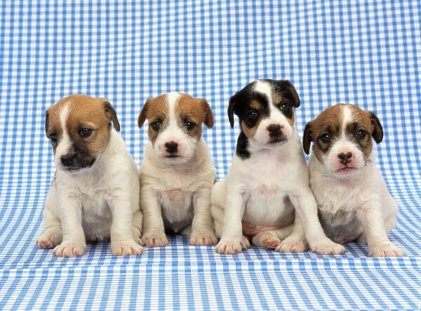 Jack Russel Terrier Dog - puppies on blue gingham