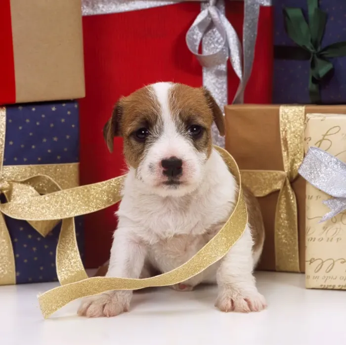 Framed Print : Jack Russel Terrier Dog - puppy with Christmas presents Framed Print : Jack Russel Terrier Dog - puppy with Christmas presents