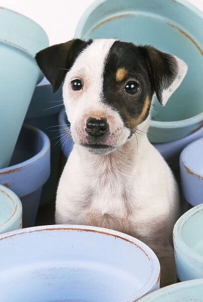 Jack Russel Terrier Dog - puppy among flowerpots