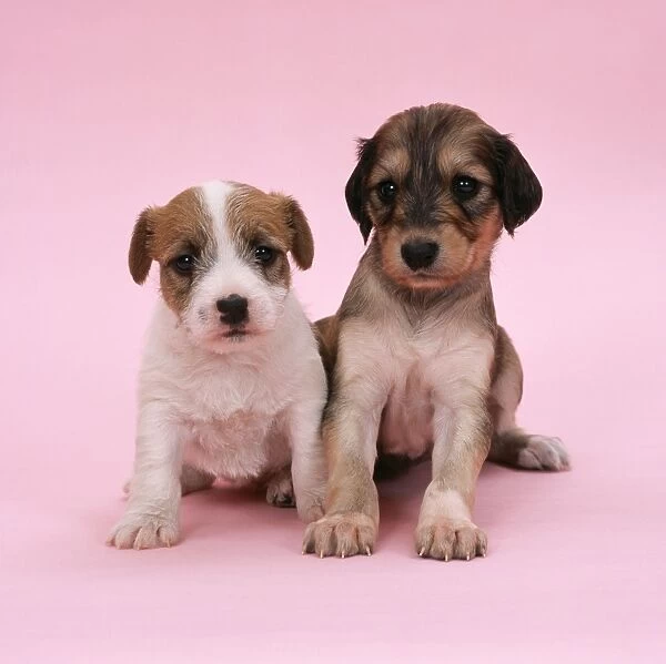 Jack Russel Terrier Dog - with Saluki Dog, puppies 4 weeks old