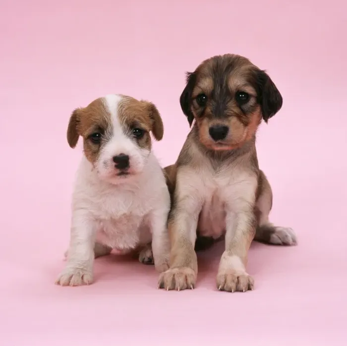 Framed Print : Jack Russel Terrier Dog - with Saluki Dog, puppies 4 weeks old Framed Print : Jack Russel Terrier Dog - with Saluki Dog, puppies 4 weeks old