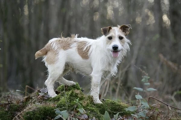 Jack Russell dog in autumn setting