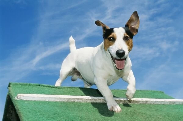 Jack Russell DOG - jumping hurdle