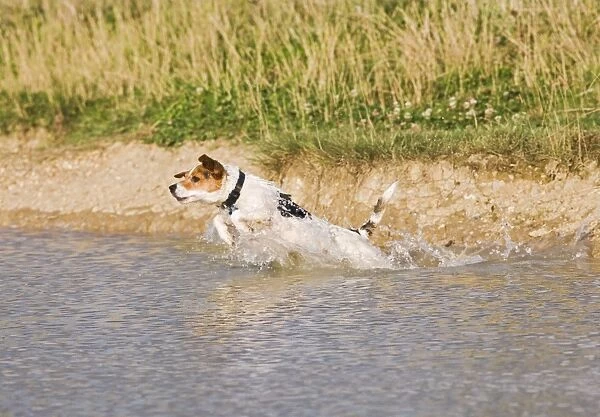Jack Russell Dog – jumping into water 003205