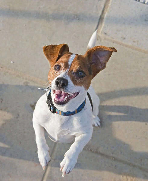 Jack Russell Dog - jumps up 003311