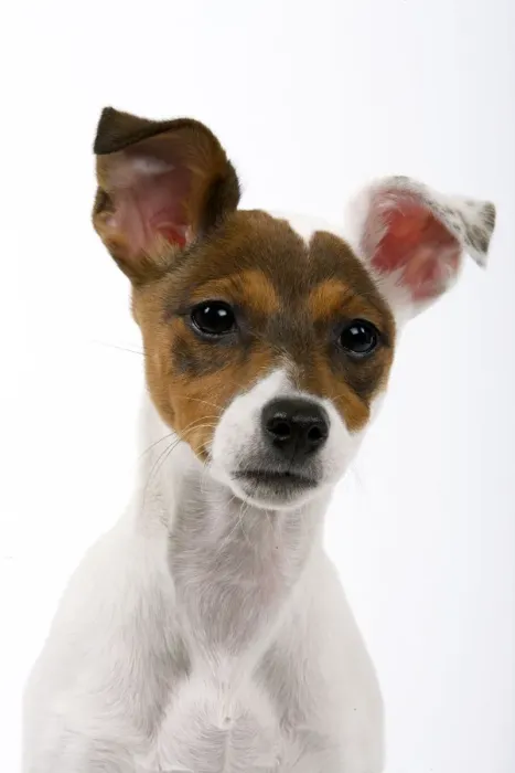 Framed Print : Jack Russell Dog - puppy (4 months) Framed Print : Jack Russell Dog - puppy (4 months)