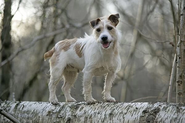 Jack Russell dog standing on fallen tree in winter setting