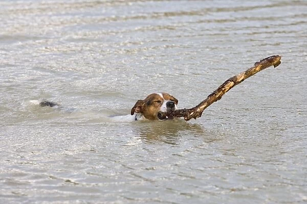 Jack Russell Dog – swimming, with large stick 003214