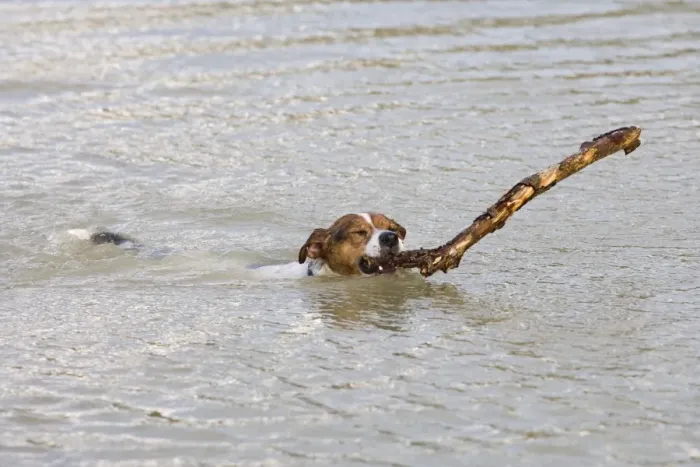 Framed Print : Jack Russell Dog – swimming, with large stick 003214 Framed Print : Jack Russell Dog – swimming, with large stick 003214
