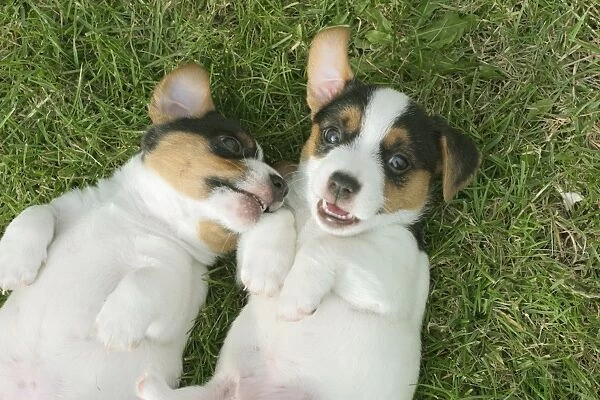Jack Russell Dogs Puppies Male and female on backs