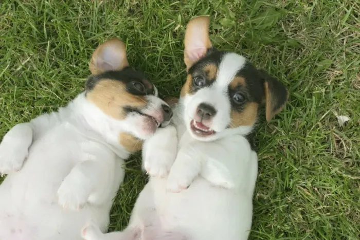 Framed Print : Jack Russell Dogs Puppies Male and female on backs