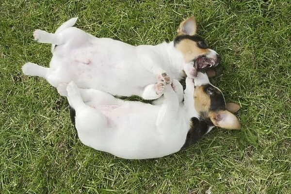 Jack Russell Dogs - two puppies, male and female on backs