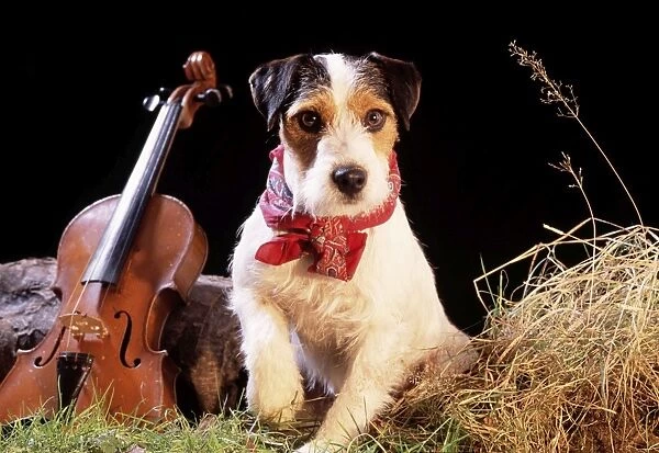 Jack Russell - in gypsy setting
