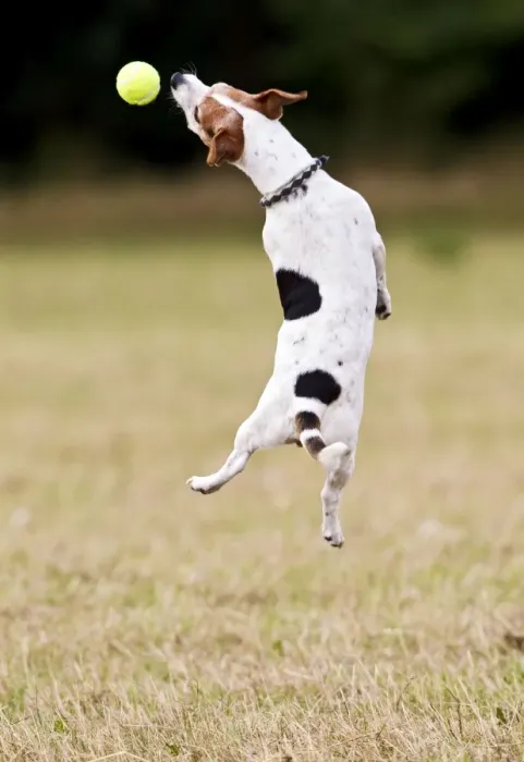 Framed Print : Jack Russell - jumping for ball 14274 Framed Print : Jack Russell - jumping for ball 14274