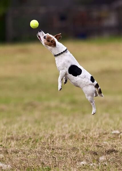 Jack Russell - jumping for ball 14277