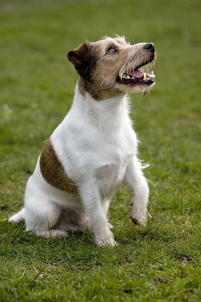Jack Russell sitting down