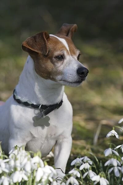 Jack russell in snowdrops