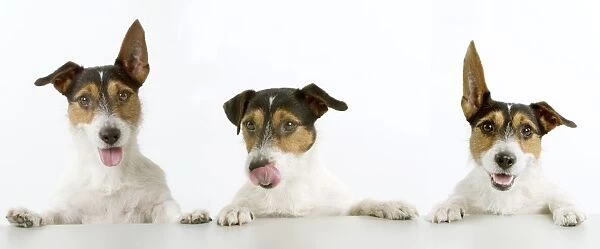 Jack Russell Terrier - three