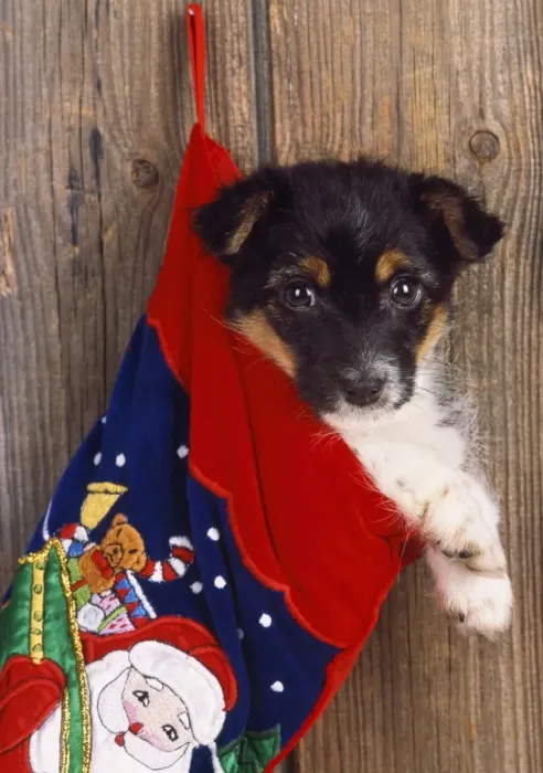 Framed Print : Jack Russell Terrier Cross - puppy in Christmas stocking Framed Print : Jack Russell Terrier Cross - puppy in Christmas stocking