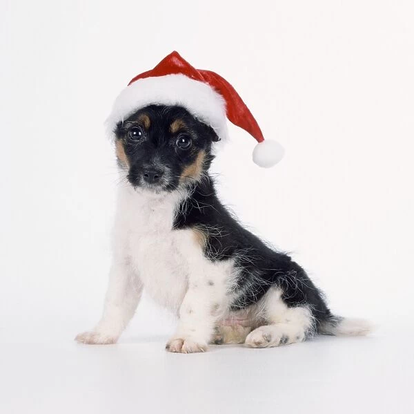 Jack Russell Terrier Cross - puppy wearing christmas hat