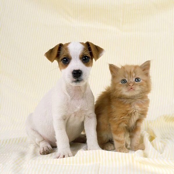 Jack Russell Terrier Dog & Ginger Cat - puppy & kitten