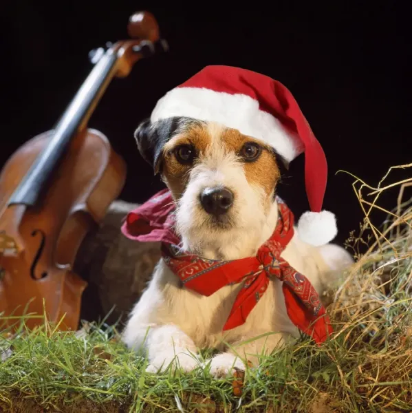 Jack Russell Terrier in Gypsy Christmas Print Art