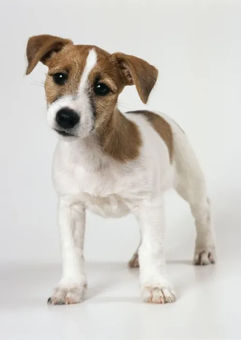 Framed Print : Jack Russell Terrier Dog Puppy