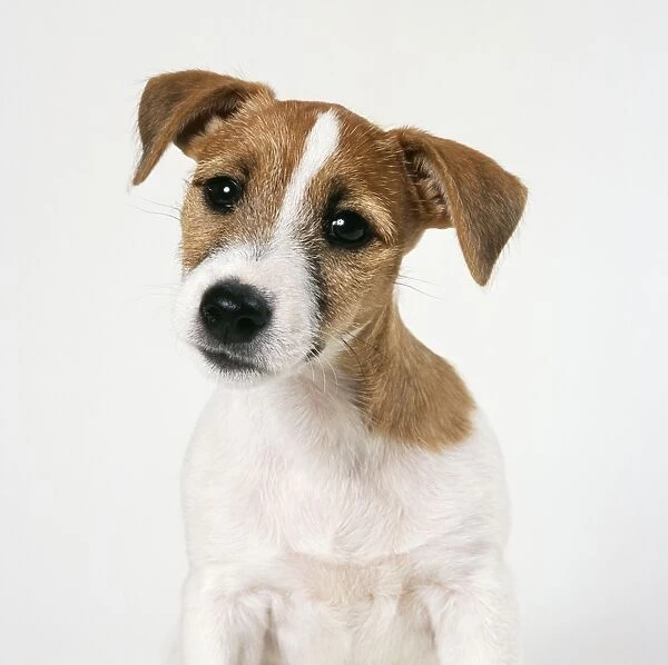 Jack Russell Terrier Dog Puppy