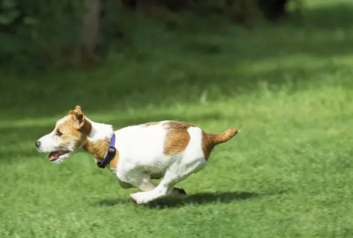 Framed Print : Jack Russell Terrier Dog - running Framed Print : Jack Russell Terrier Dog - running