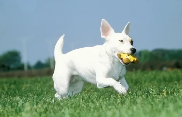Framed Print : Jack Russell Terrier Dog Running with toy Framed Print : Jack Russell Terrier Dog Running with toy
