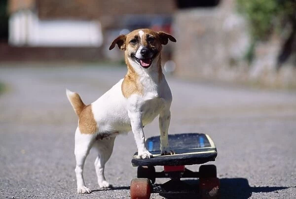 Jack Russell Terrier Dog - skateboarding