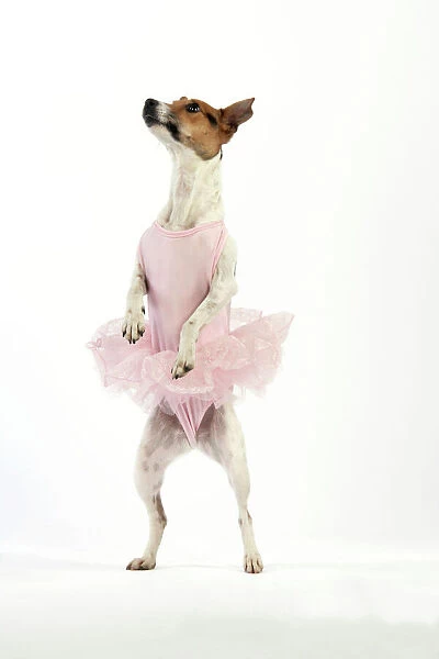 Jack Russell Terrier Dog - wearing a tutu