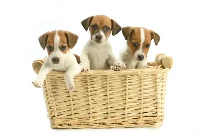 Framed Print : Jack Russell Terrier Dogs - Three puppies in basket Framed Print : Jack Russell Terrier Dogs - Three puppies in basket