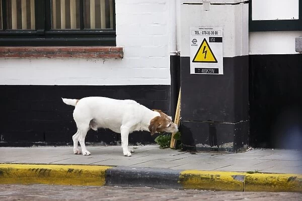 Jack Russell terrier on street