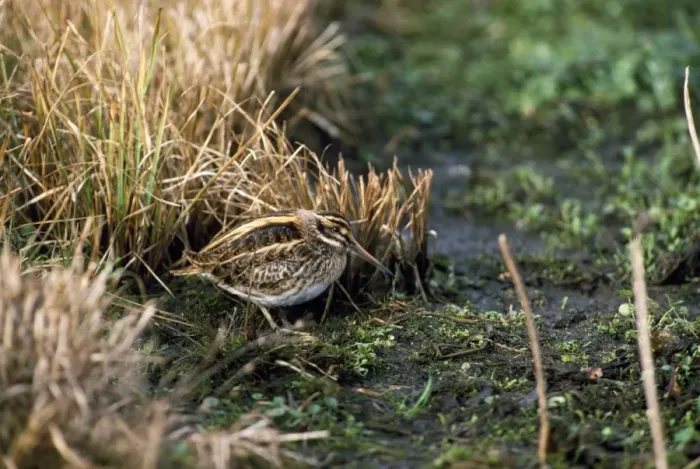 Framed Print : Jack Snipe Framed Print : Jack Snipe