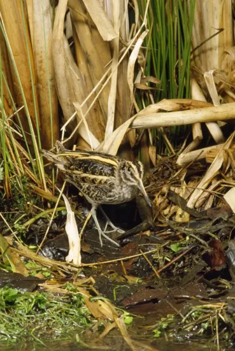 Framed Print : Jack Snipe Framed Print : Jack Snipe