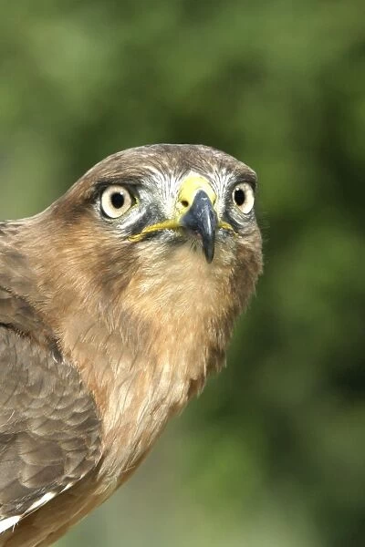 Jackal buzzard - close-up of face showing beak. South Africa