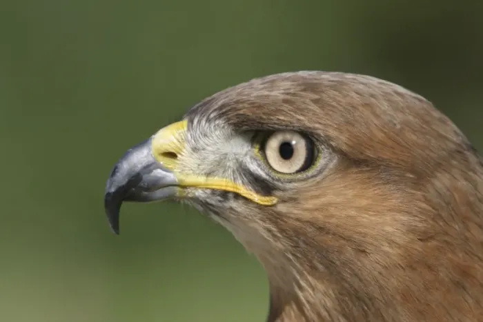 Framed Print : Jackal buzzard - close-up of face showing side view of beak. South Africa Framed Print : Jackal buzzard - close-up of face showing side view of beak. South Africa