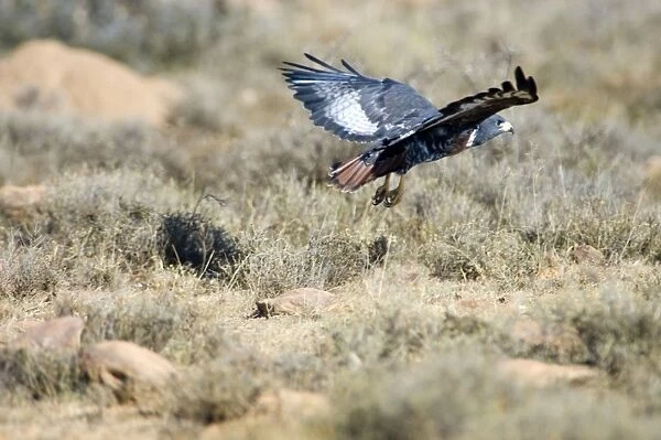 Jackal Buzzard - flying low in pursuit of prey